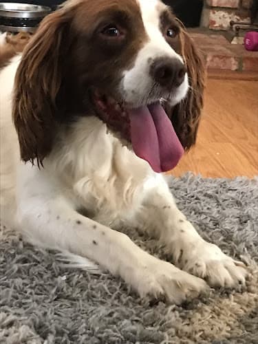 Dog Grooming Drummond’s Pet Grooming Hayward