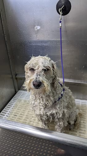 Dog Grooming Dunk'N Dogs Dog Wash and Grooming and Pet Food and Supplies San Diego