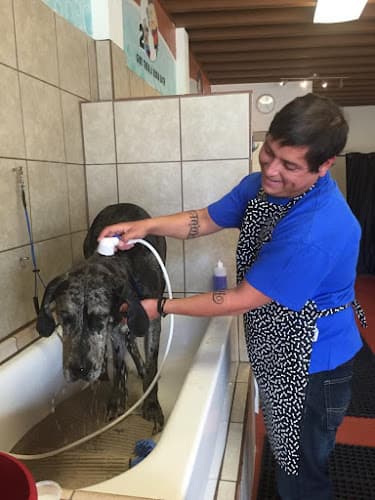 Dog Grooming Dusty Paws Pet Wash & Grooming Palmdale