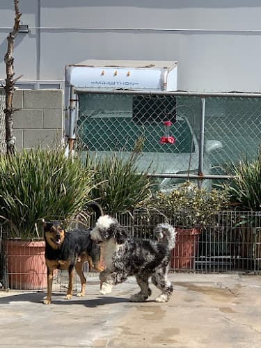 Dog Grooming Dutch Touch Grooming Costa Mesa