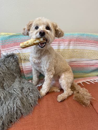 Dog Grooming EarthWise Pet Supply & Grooming Fremont, Seattle, WA Seattle