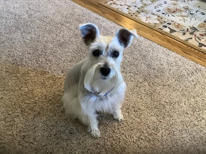 Dog Grooming EarthWise Pet Supply & Grooming Yakima Yakima