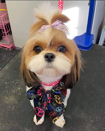 Dog Grooming Easy Breezy Pet Groom & Grub San Diego
