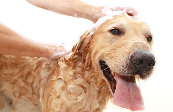 Dog Grooming EDISON MOBILE PET GROOMING Mission Viejo