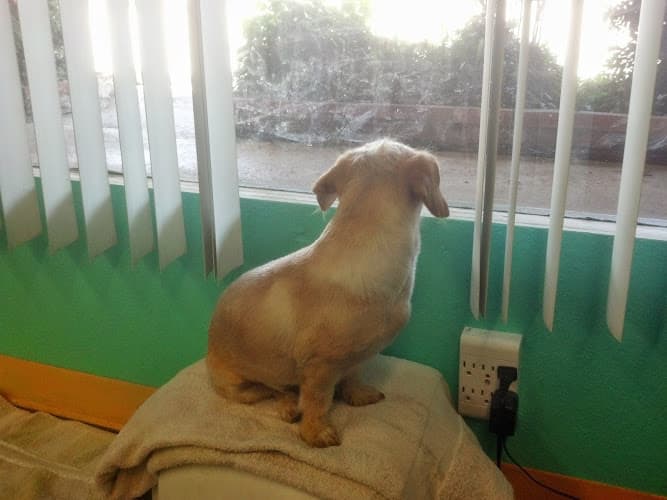 Dog Grooming El Cajon Dog Wash and Grooming Salon El Cajon