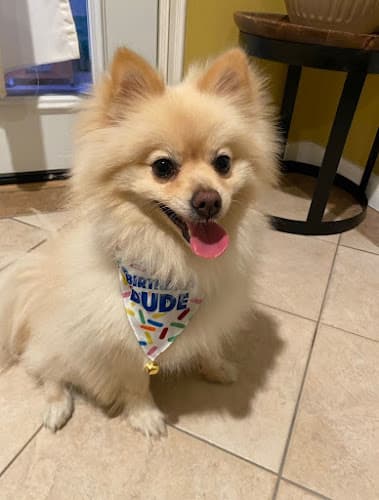 Dog Grooming Elite Pet Grooming Fullerton