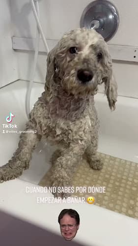 Dog Grooming Ellie's Grooming Antioch