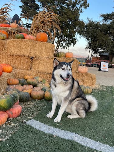 Dog Grooming En Vogue Elite Pet Grooming San Francisco