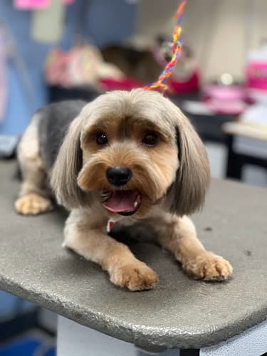 Dog Grooming Enchanted Pet Grooming Salon Pomona