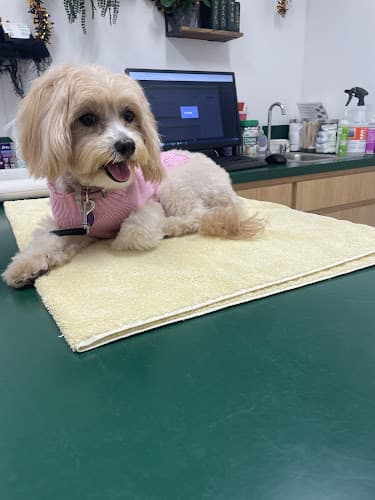 Dog Grooming Encino Pet Grooming Ventura