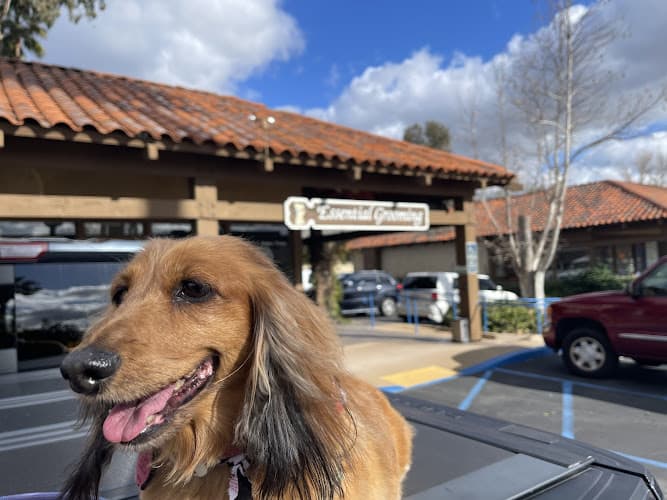 Dog Grooming Essential Grooming & Wellness El Cajon