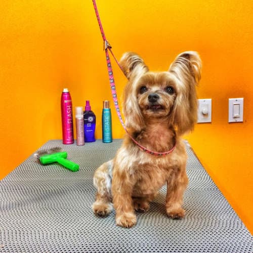 Dog Grooming Estrella Pet Grooming Mission Viejo