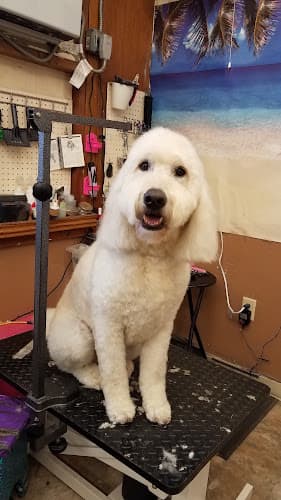Dog Grooming Fabulous Lanai Grooming Salon Sacramento