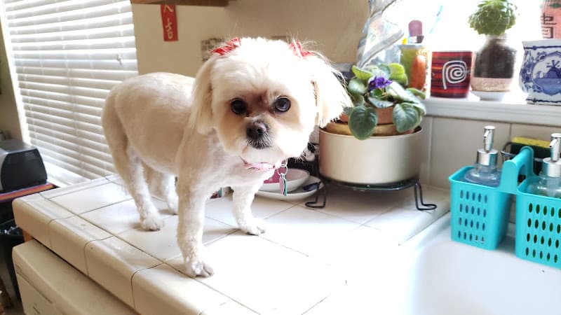 Dog Grooming Fancy Paws Pet Grooming Salon Vallejo