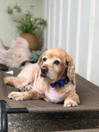 Dog Grooming Fantasy Spa Mobile Pet Grooming Carson