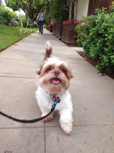 Dog Grooming Fetch Pet Care West Los Angeles Santa Monica