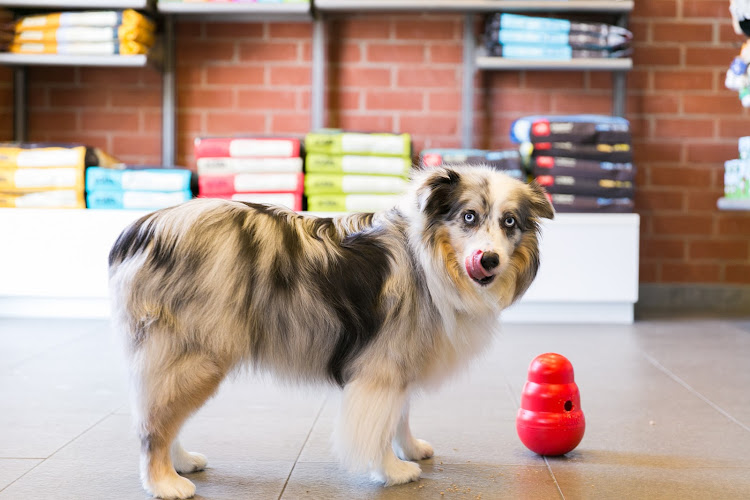 Dog Grooming Fitdog Santa Monica