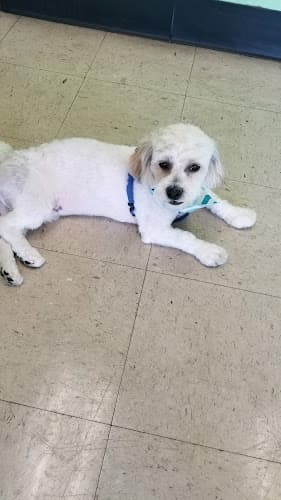 Dog Grooming Flawless Pet Grooming Rialto