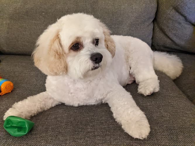 Dog Grooming Fluff Dog Grooming San Mateo
