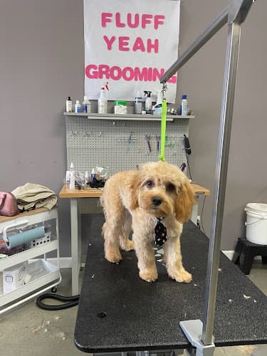 Dog Grooming Fluff Yeah Grooming Fremont