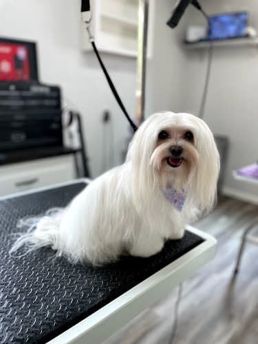 Dog Grooming Fluffy Pawz Dog Grooming Sacramento