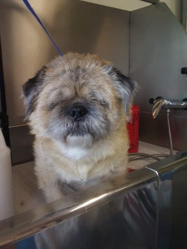 Dog Grooming Fluffy's Professional Grooming Bend