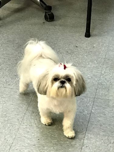 Dog Grooming Foggy Doggy Grooming Salon San Francisco