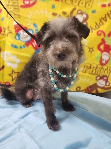 Dog Grooming Four Paws Grooming Jurupa Valley