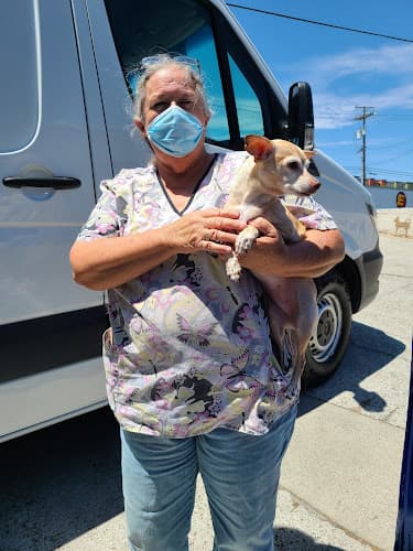 Dog Grooming Four Paws Grooming Vallejo