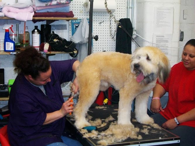 Dog Grooming Franko's Dog & Cat Grooming Beaverton