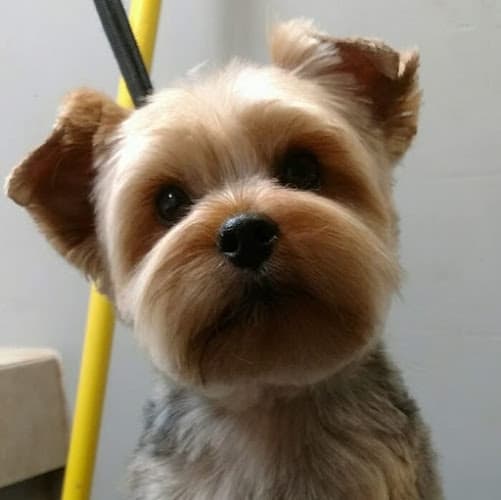 Dog Grooming French Connection Pet Grooming Salon Costa Mesa