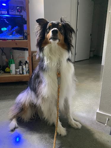 Dog Grooming Fresh pets and grooming Carson