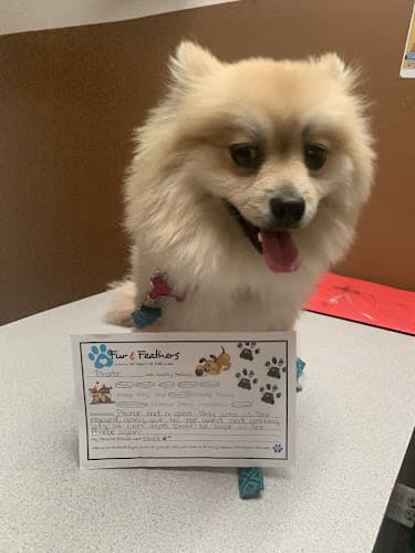 Dog Grooming Fur and Feathers Luxury Pet Resort Bakersfield