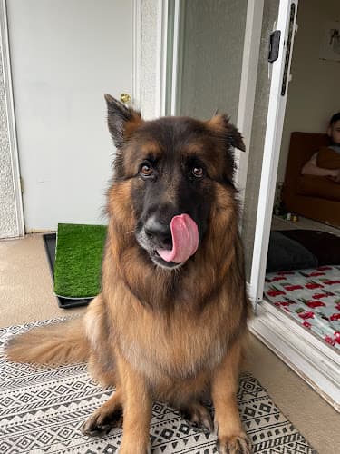 Dog Grooming Fur Fighters Grooming Renton