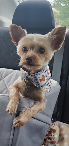 Dog Grooming Fur Pal Grooming Spa Hayward