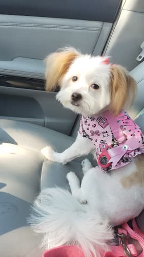 Dog Grooming Fur Paws Grooming Carson