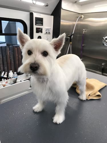 Dog Grooming FurBabies Mobile Grooming San Jose