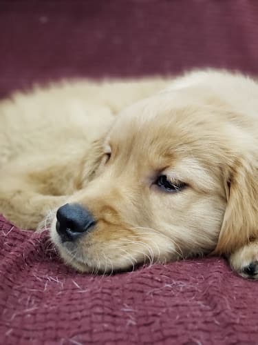 Dog Grooming FurEver Friends Doggie Daycare Bellingham