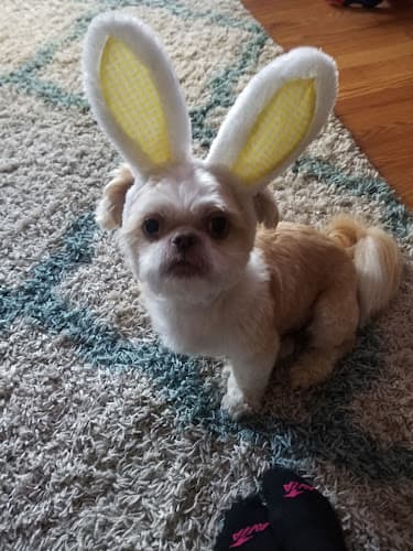 Dog Grooming Furry Friends Pet Grooming Fullerton