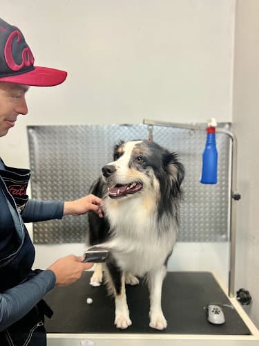 Dog Grooming Furry Rascals Grooming Long Beach