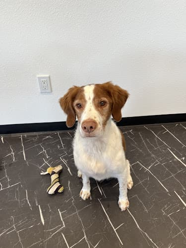 Dog Grooming Fursacé Grooming Salon San Diego