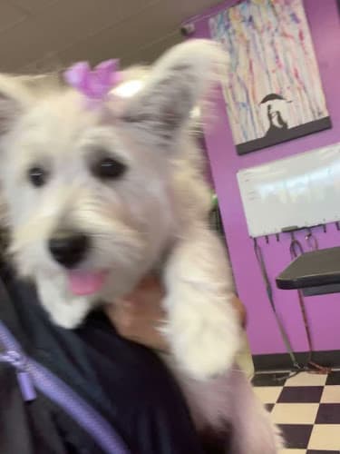 Dog Grooming Fuzz Monsters Pet Grooming Roseville