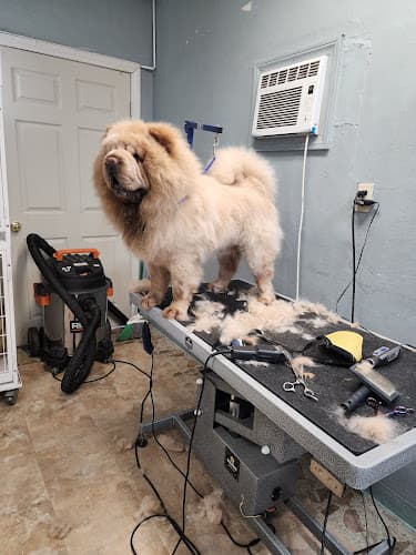 Dog Grooming Galaviz Pet Grooming Rialto