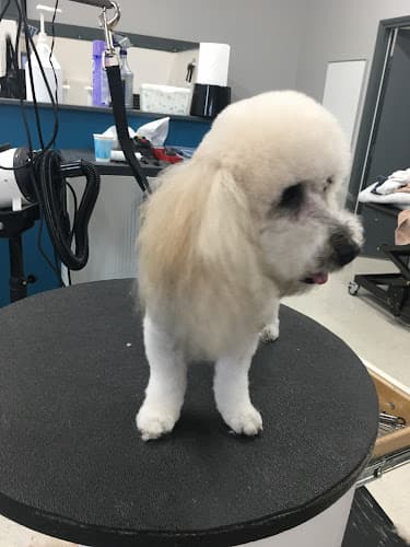 Dog Grooming Garden of Grooming Orange