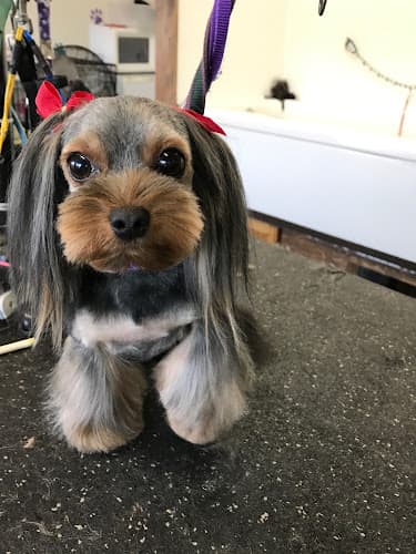 Dog Grooming Gaston Grooming Hillsboro