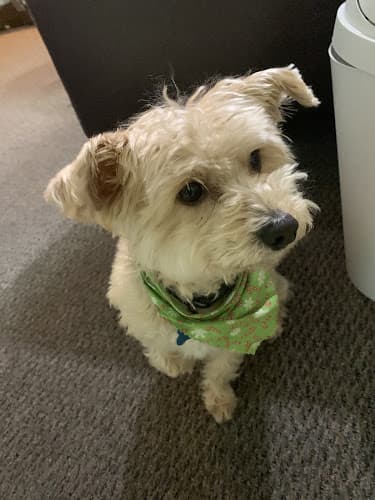 Dog Grooming Georgiana's Groom Shop Simi Valley