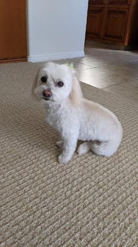 Dog Grooming Get Your Groom On Ventura