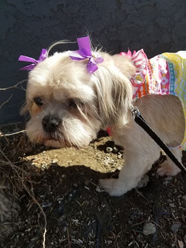 Dog Grooming GinnieO's Dog & Cat Grooming Spokane Valley