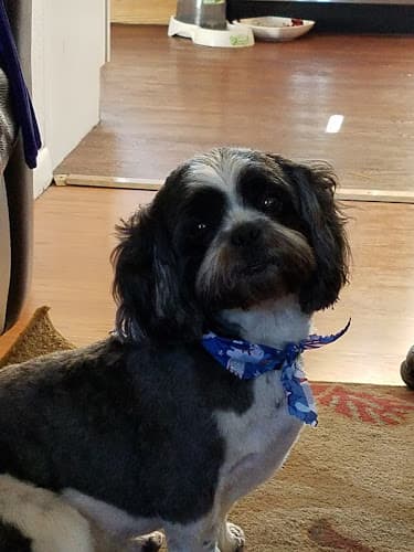 Dog Grooming Give A Fluff Grooming Long Beach