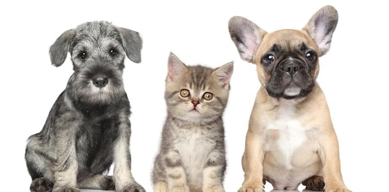 Dog Grooming Glendora Pet Spaw and Grooming West Covina